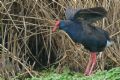Porphyrio porphyrio